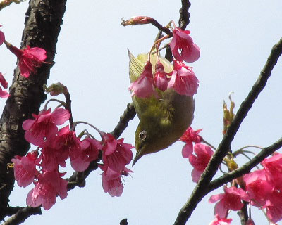 �̂��炩��