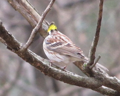 ���^���ςȃ~���}�z�I�W��