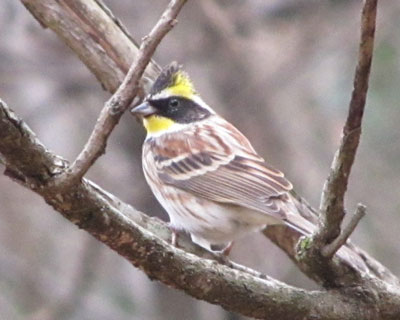 �j�b�R�����Ă邩��