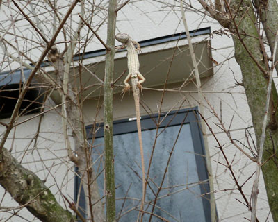 ���߂Č����n���j�G