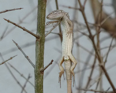 �����ŏ������̂͐H�ׂ�����H