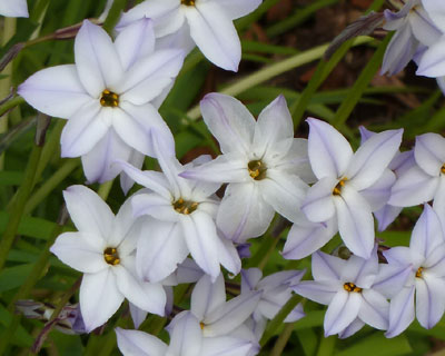 �n�i�j�����ăq�g�f���ۂ�