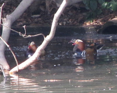 �V�h�̃I�V�h���͂�������