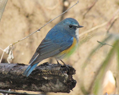 �������S�g���ʂ��������r�^�L