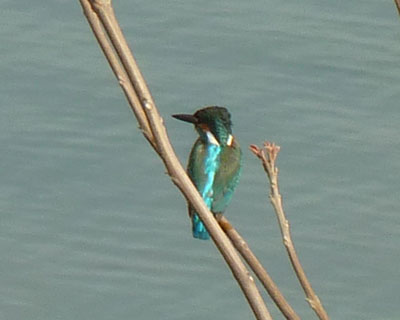 �J���Z�~�͎B�e�ɂ͋��͓I����Ȃ�