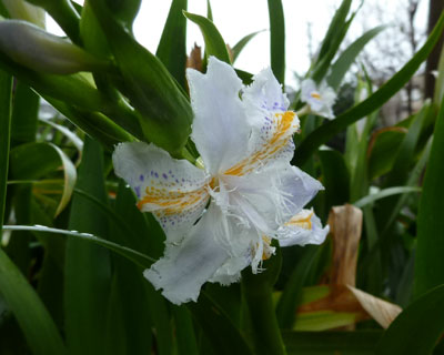 ���ɒ���t�����悤�ȃV���K