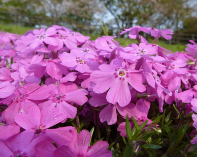 TZ10�I�[�g�̓V�o�U�N�������ۂ�