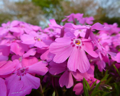 �ʓx���グ��ƃs���N�ɎB���