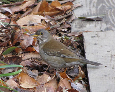 �l������̂ɕ��C�őO�����؂�V���n��