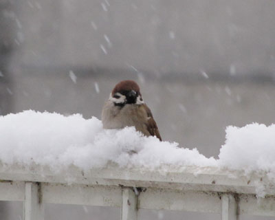 �肷��|�����Ƃ��Ă�