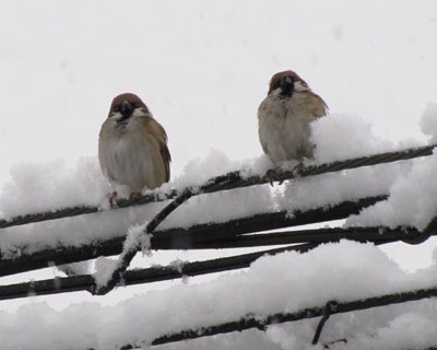 �����₽��