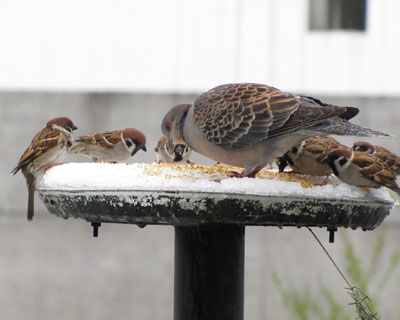 �����₽��