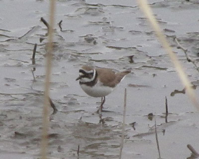 �`�h���͂킩���