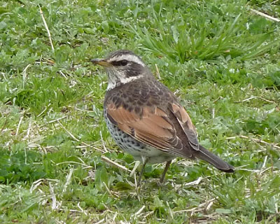 ���𑜃I���ł₽��ƃN�b�L��