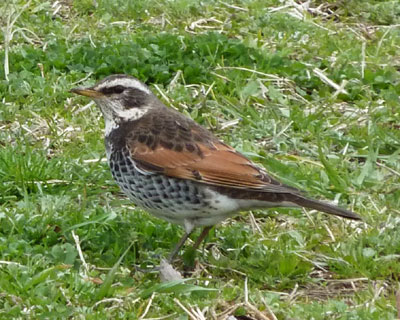 �������͎��R�ȃc�O�~