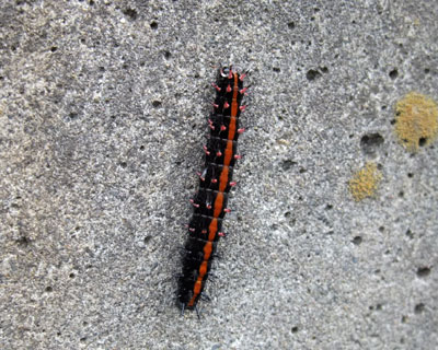 �Q��������΂�c�}�O���q���E����