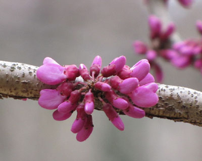 �Ԃԃn�i�Y�I�E