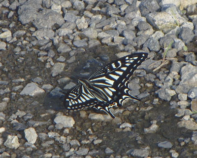 �z���A�Q�n