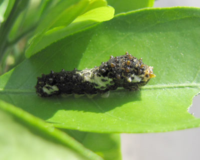 ���N���̃A�Q�n�C��