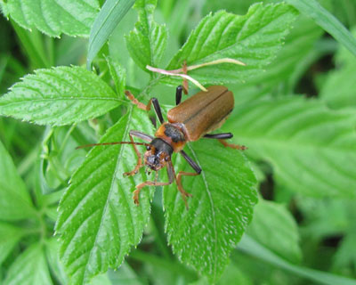 �W���E�J�C�{������