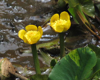 �R�E�z�l���ăv���X�`�b�N�ۂ�