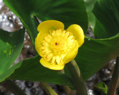 �h�g�̃p�b�N�ɓ����Ă��C������