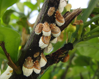 �g�����Ȃ�����J�C�K�����V�唭��