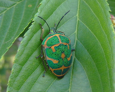 ���ɂ����A�J�X�W�L���J�����V