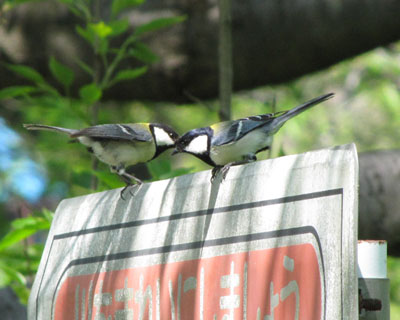 �Ŕ̏�Řb�������V�W���E�J��