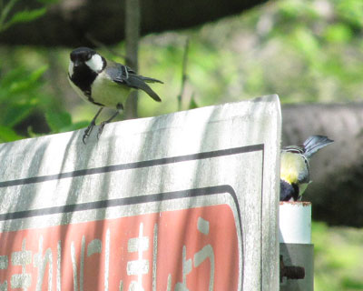 ���̌��͉J�����邩���߂Ă���