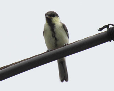 �����ɗ����q�J��