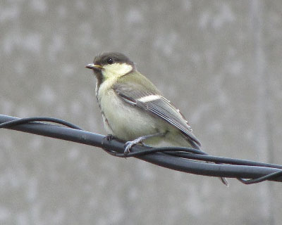 �ۂ���Ƃ��Ă��킢��