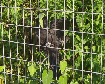 �t�F���X�ƐA�����݂̊Ԃɂ͂��܂��Ă������J���X