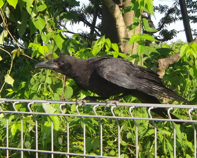 �q�����ۂ����ǁA�u�g�����H