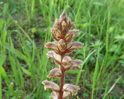 �s�v�c�ȑ�