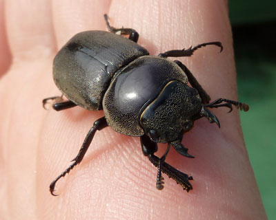 �x�����_������Ă����N���K�^