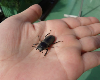 �ƂĂ��������ē������݂�