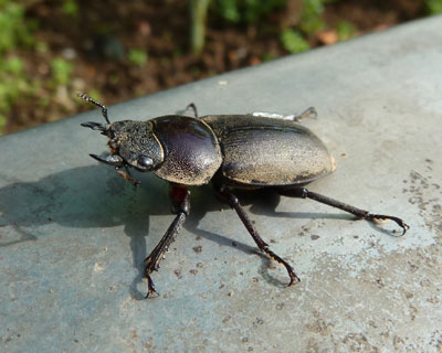 �v�����^�[�̉��ɒu������|���b�Ɨ�����