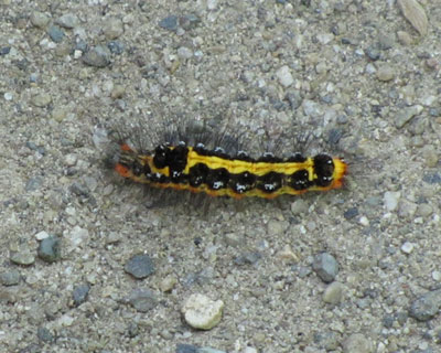 �����V���h�N�K�݂���