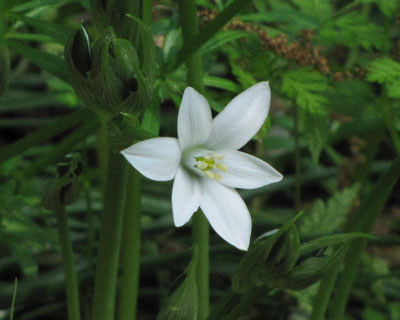 �I�[�j�\�K�������ȁH