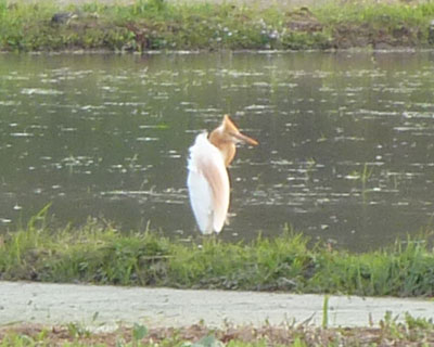 �c�A���O�̈�u���������A�}�T�M