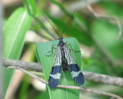 �ςȌ`�̃��}�g�V���A�Q