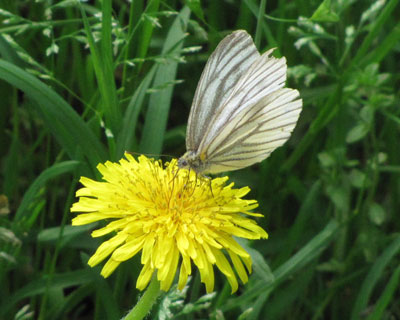 �����{���������X�W�O���V���`���E