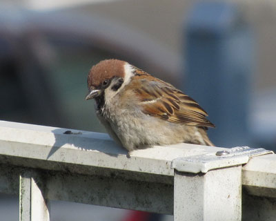 �l�����ރX�Y��