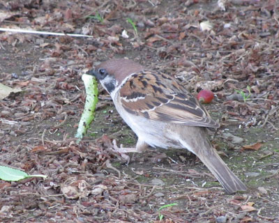 ���ꂵ�����ȃX�Y��