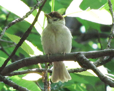 �܂��Ԃ����ۂ��q