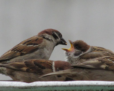 �����͑傫���J����