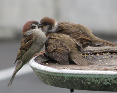 �e�ɉ����񂹂�