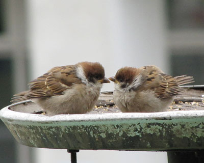 �e�����Ȃ��Ă����܂Ƀv���v��