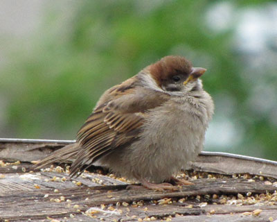 �����ۂ�